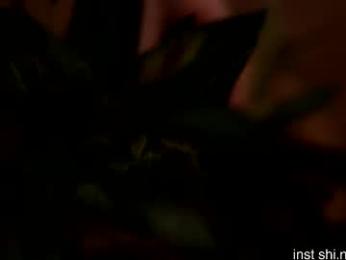 shiningstarrr webcam chaturbate model stream image