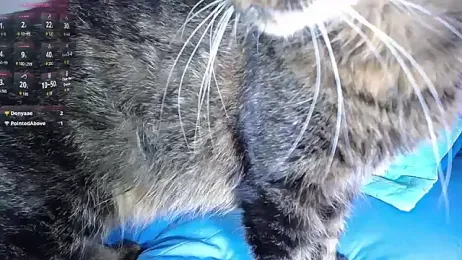 diamond_black00 webcam model stream image