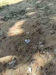 UrsoBissexualPauGrosso webcam model stream image