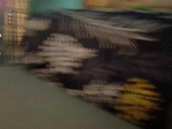 Rizantella webcam model stream image