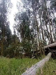 Harddick0094 webcam model stream image