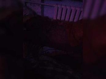 AlexLove68 webcam model stream image