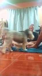 maikel203 webcam model stream image