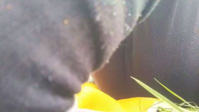 Instar webcam model stream image