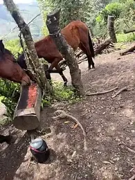 Ell_gomxxxz webcam model stream image