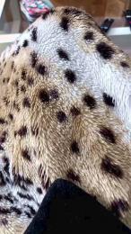 Cuoresexmmm webcam cam4 model stream image