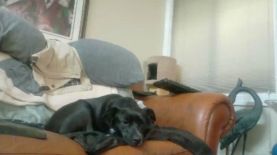 Beardedveteran webcam cam4 model stream image