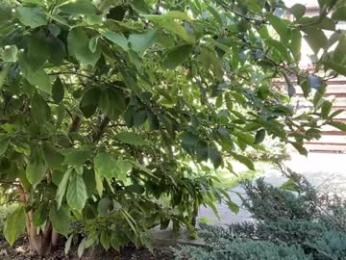 patry333 chaturbate stream image