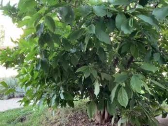 patry333 chaturbate stream image