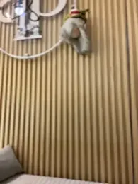 clarachanelricek stripchat stream image